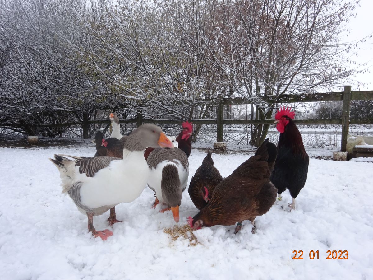 Pommerng&auml;nse & Dorkings, 22.01.2023