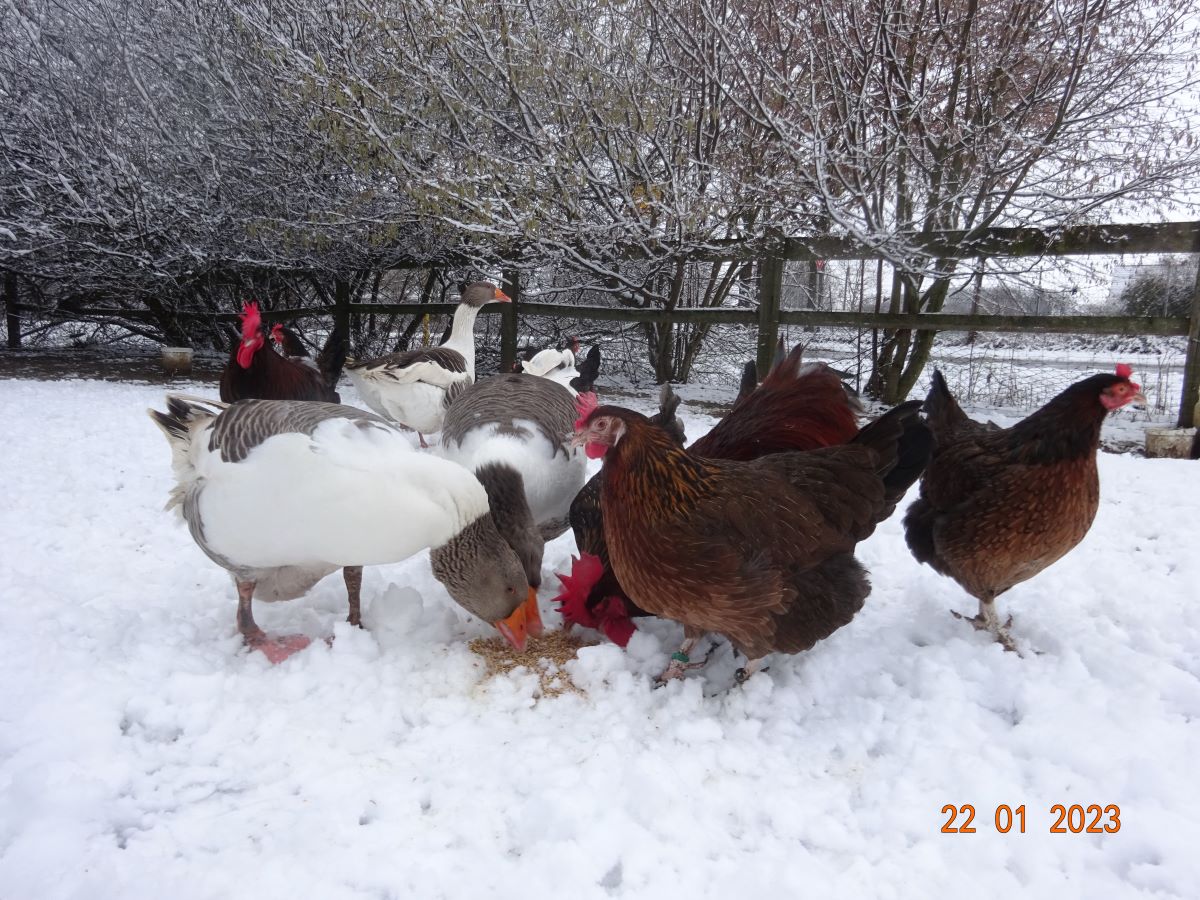 Pommerng&auml;nse & Dorkings, 22.01.2023