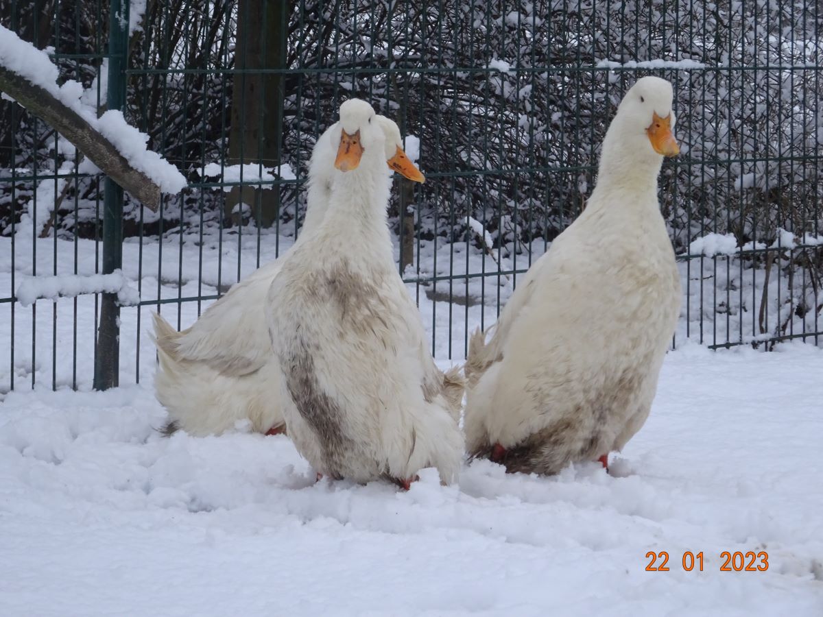 Deutsche Pekingenten Zuchtstamm 1, 22.01.2023