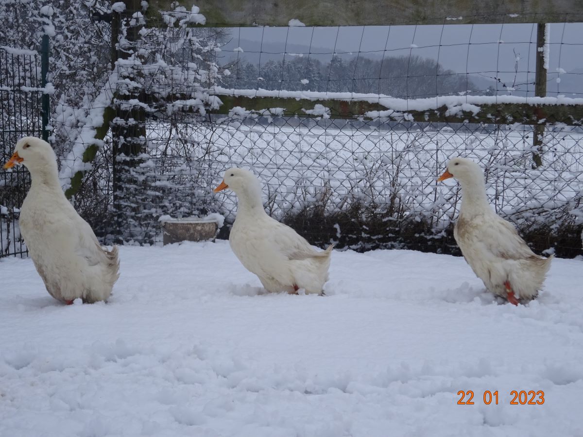 Deutsche Pekingenten Zuchtstamm 2, 22.01.2023