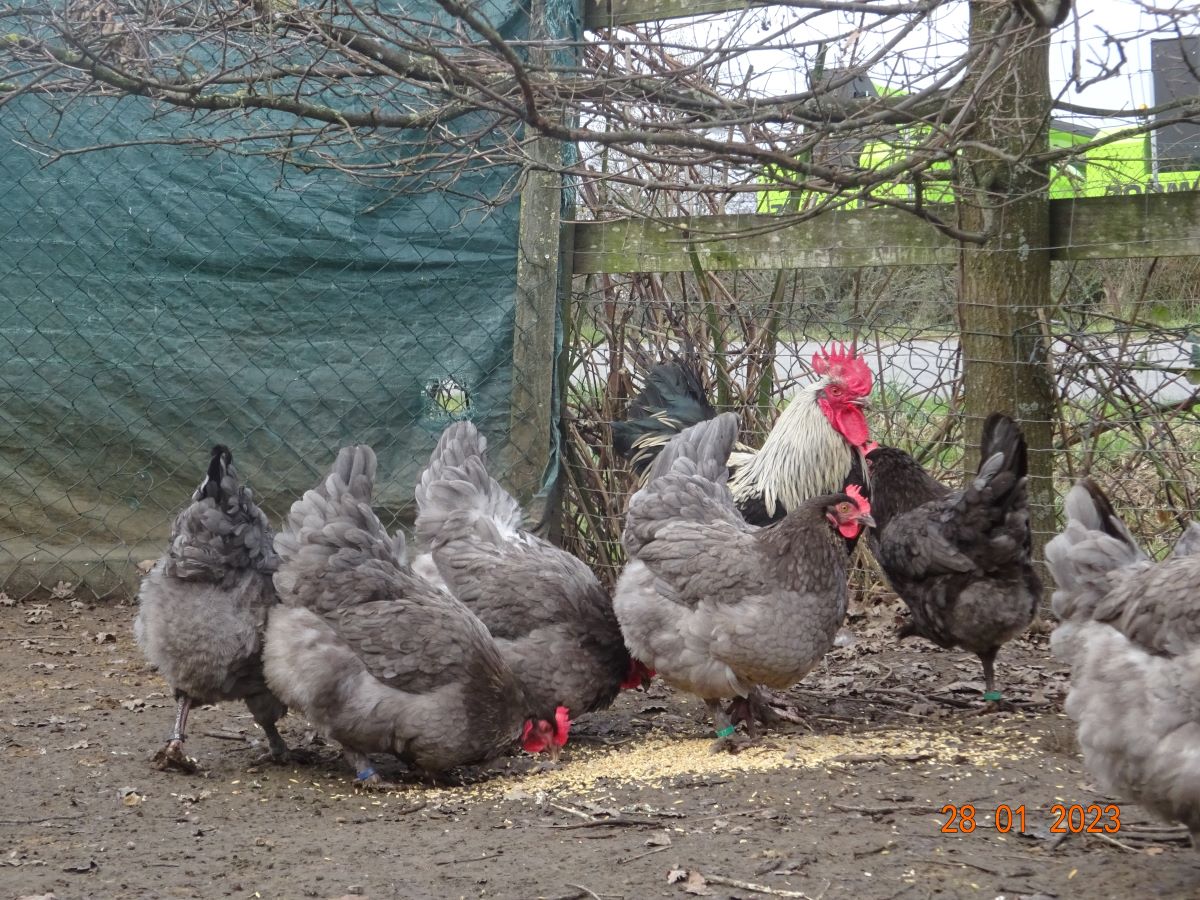 Maran blau silber Zuchtstamm 2, 28.01.2023