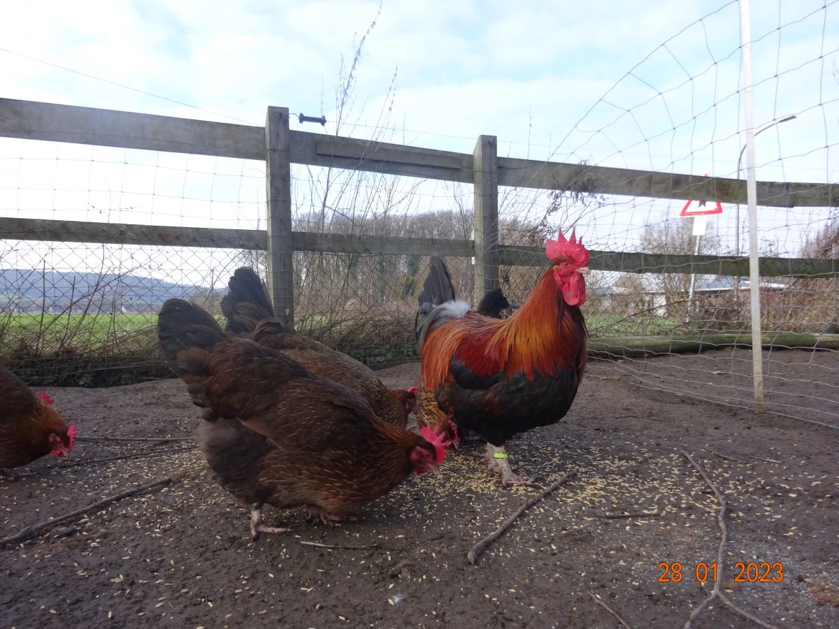 Dorking goldhalsig, 28.01.2023