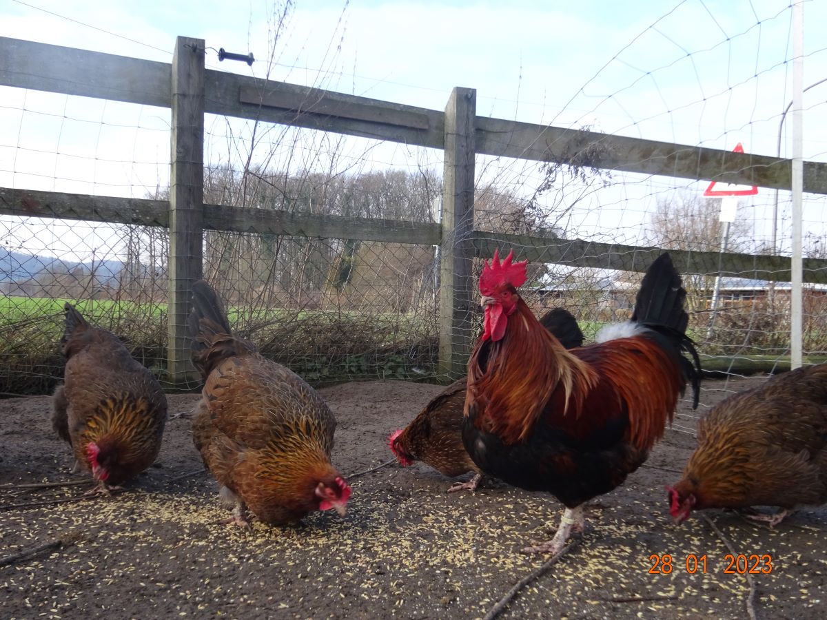 Dorking goldhalsig, 28.01.2023