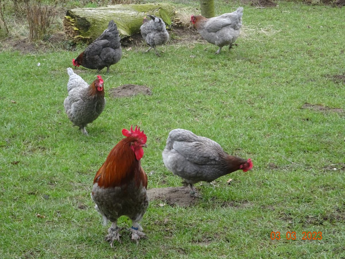 Maran blau kupfer, 03.03.2023