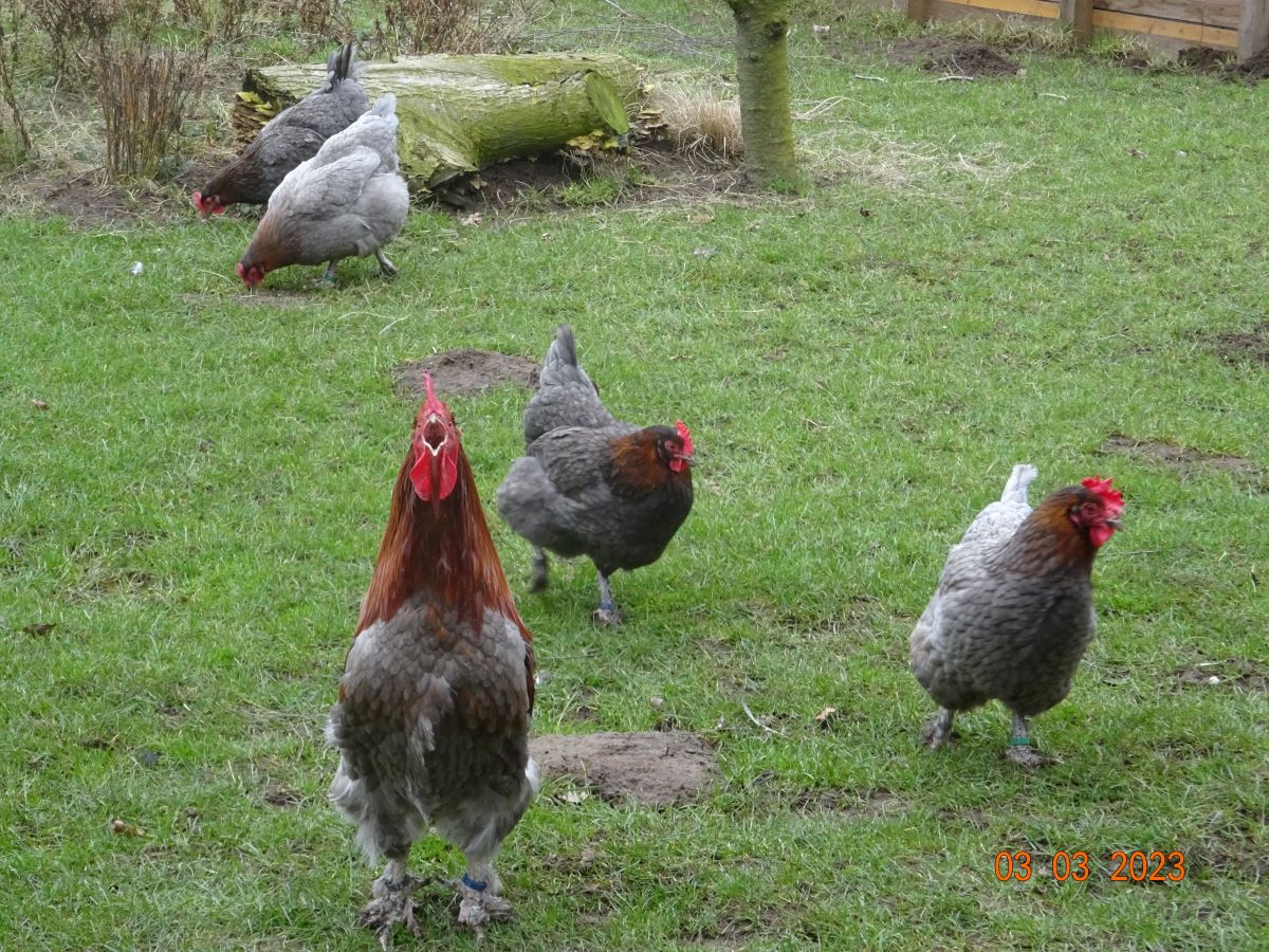 Maran blau kupfer, 03.03.2023