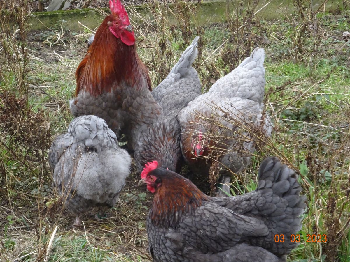 Maran blau kupfer, 11.03.2023