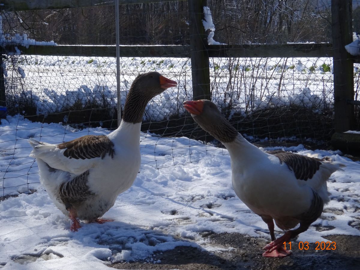 Pommerng&auml;nse P&auml;rchen 2, 11.03.2023