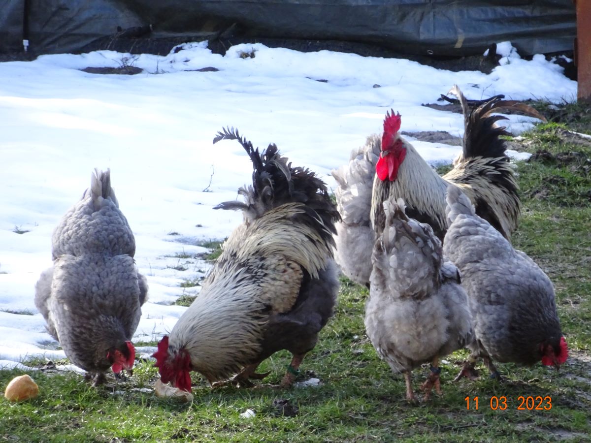 Maran blau silber, 11.03.2023