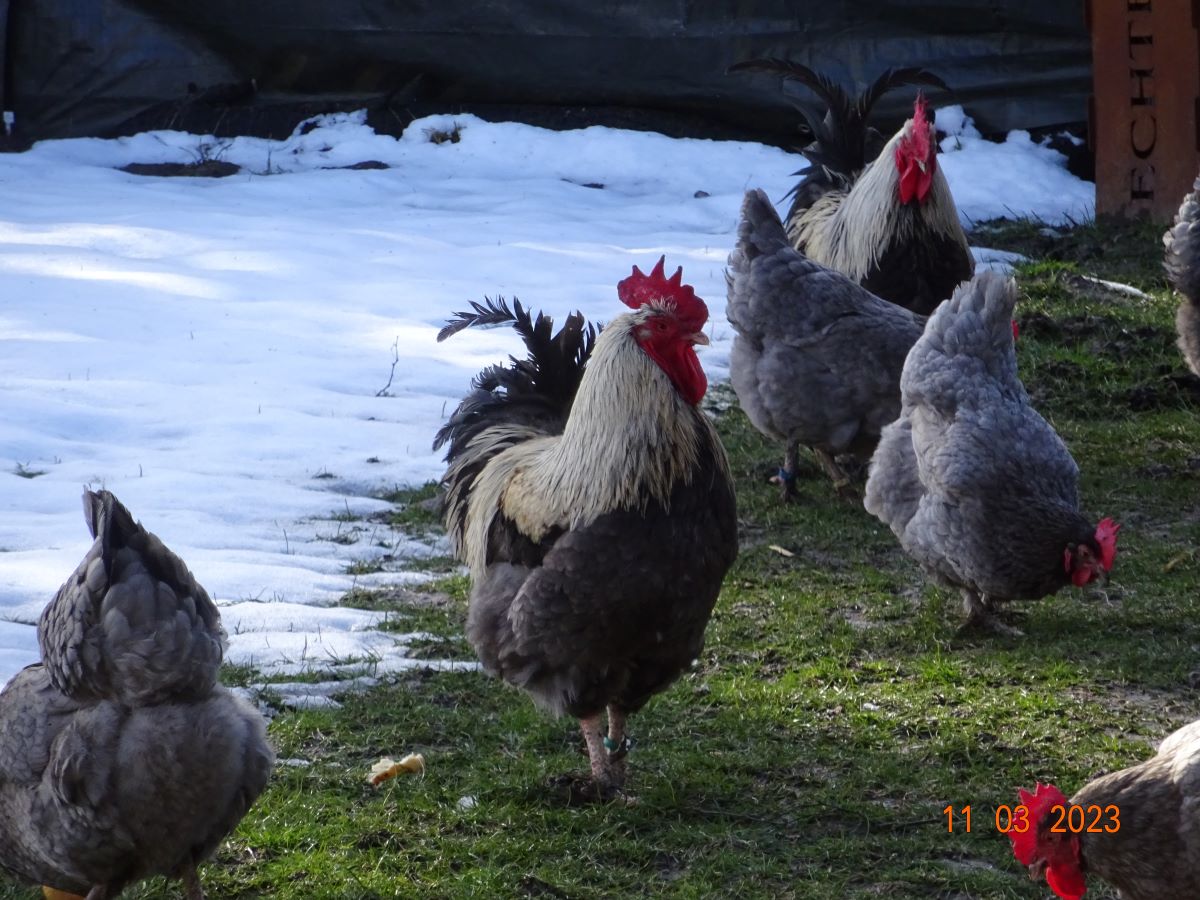 Maran blau silber, 11.03.2023