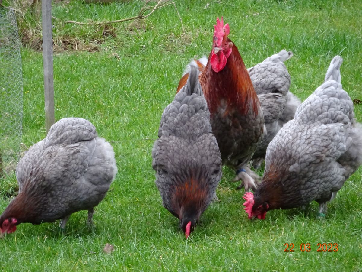 Maran blau kupfer, 22.03.2023