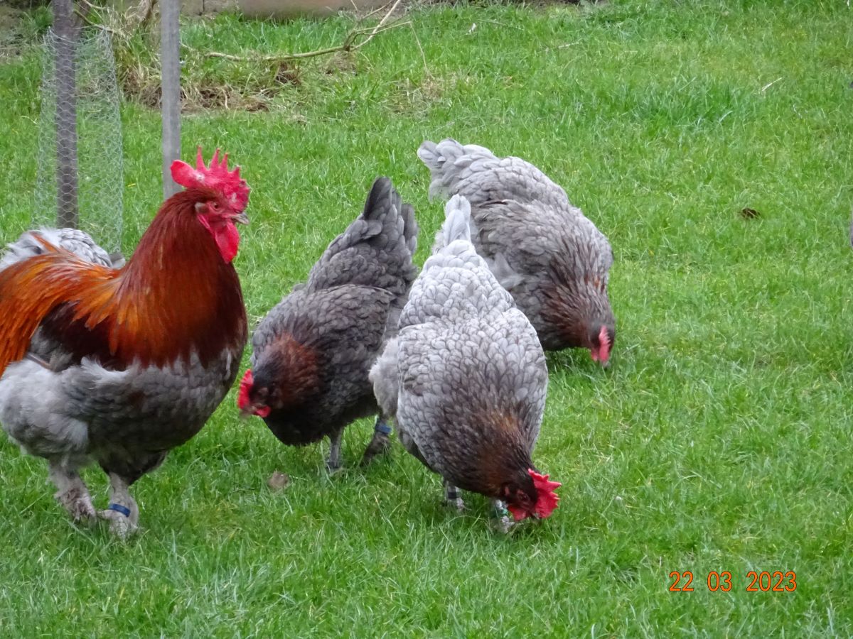 Maran blau kupfer, 22.03.2023