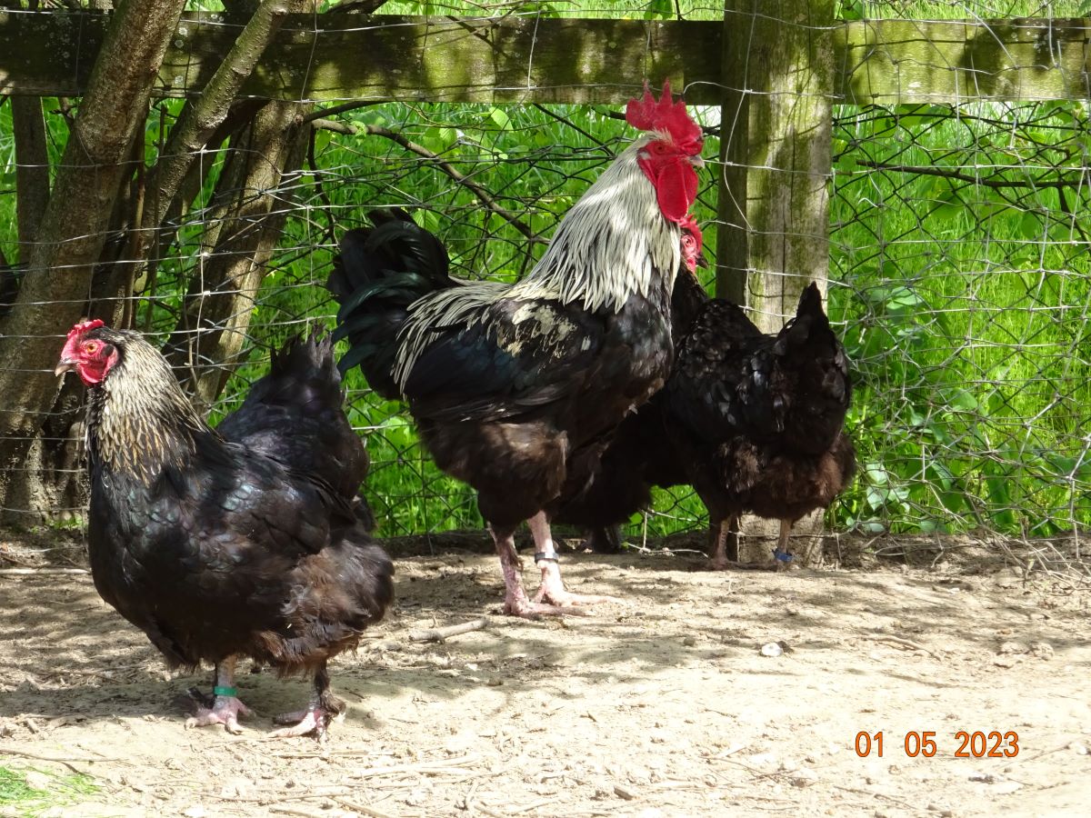 Maran schwarz silber, 01.05.2023