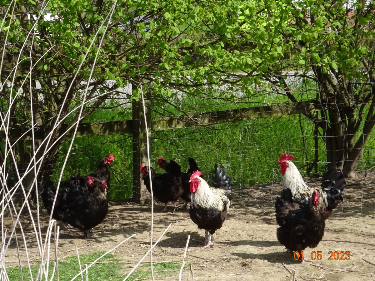 Maran schwarz silber, 01.05.2023