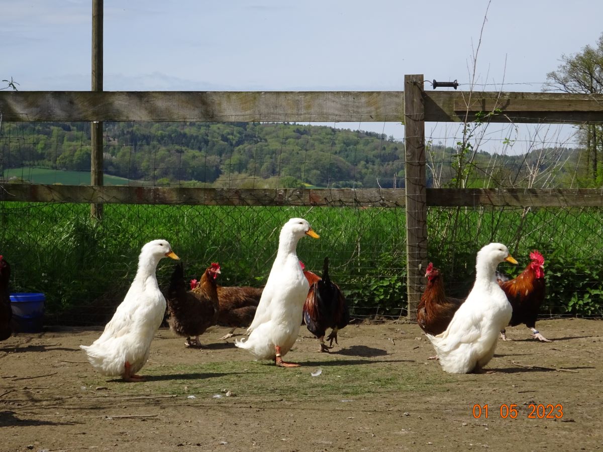 Deutsche Pekingenten Zuchtstamm 2, 01.05.2023