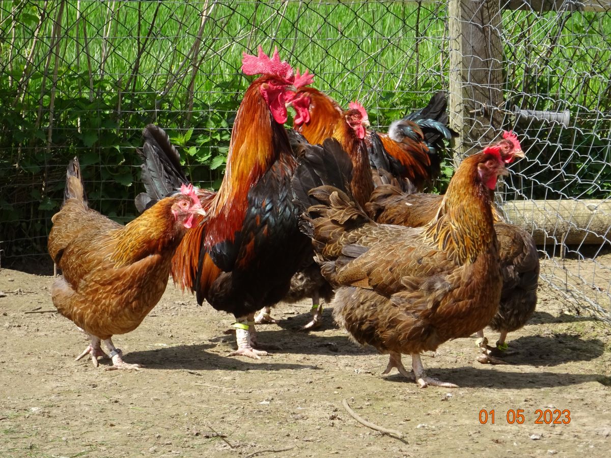 Dorking goldhalsig, 01.05.2023