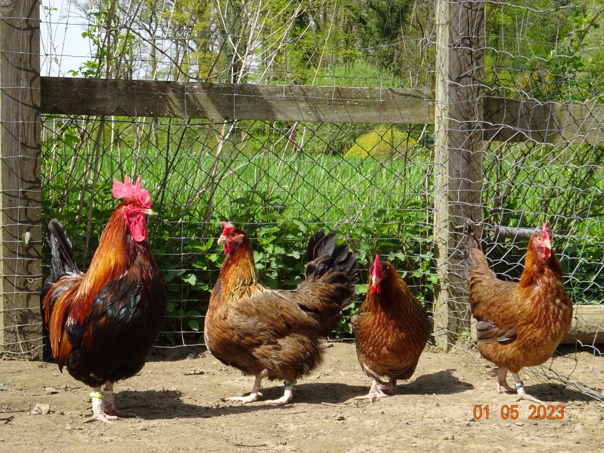 Dorking goldhalsig, 01.05.2023