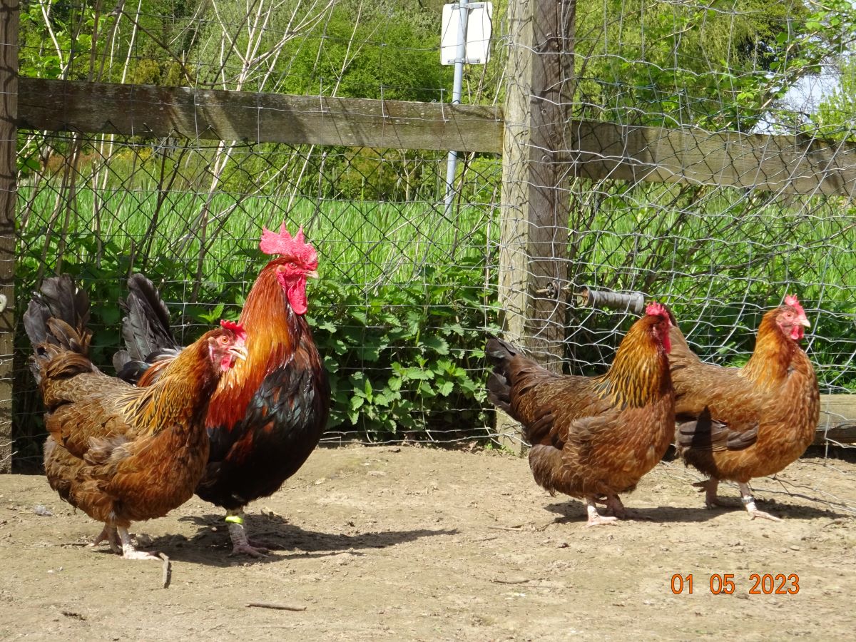 Dorking goldhalsig, 01.05.2023