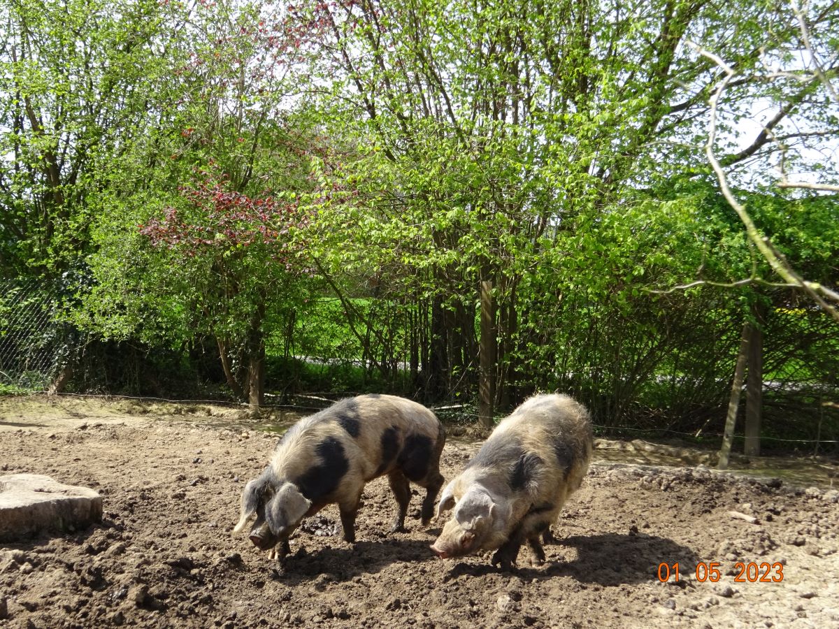 Bunte Bentheimer Schweine, 01.05.2023