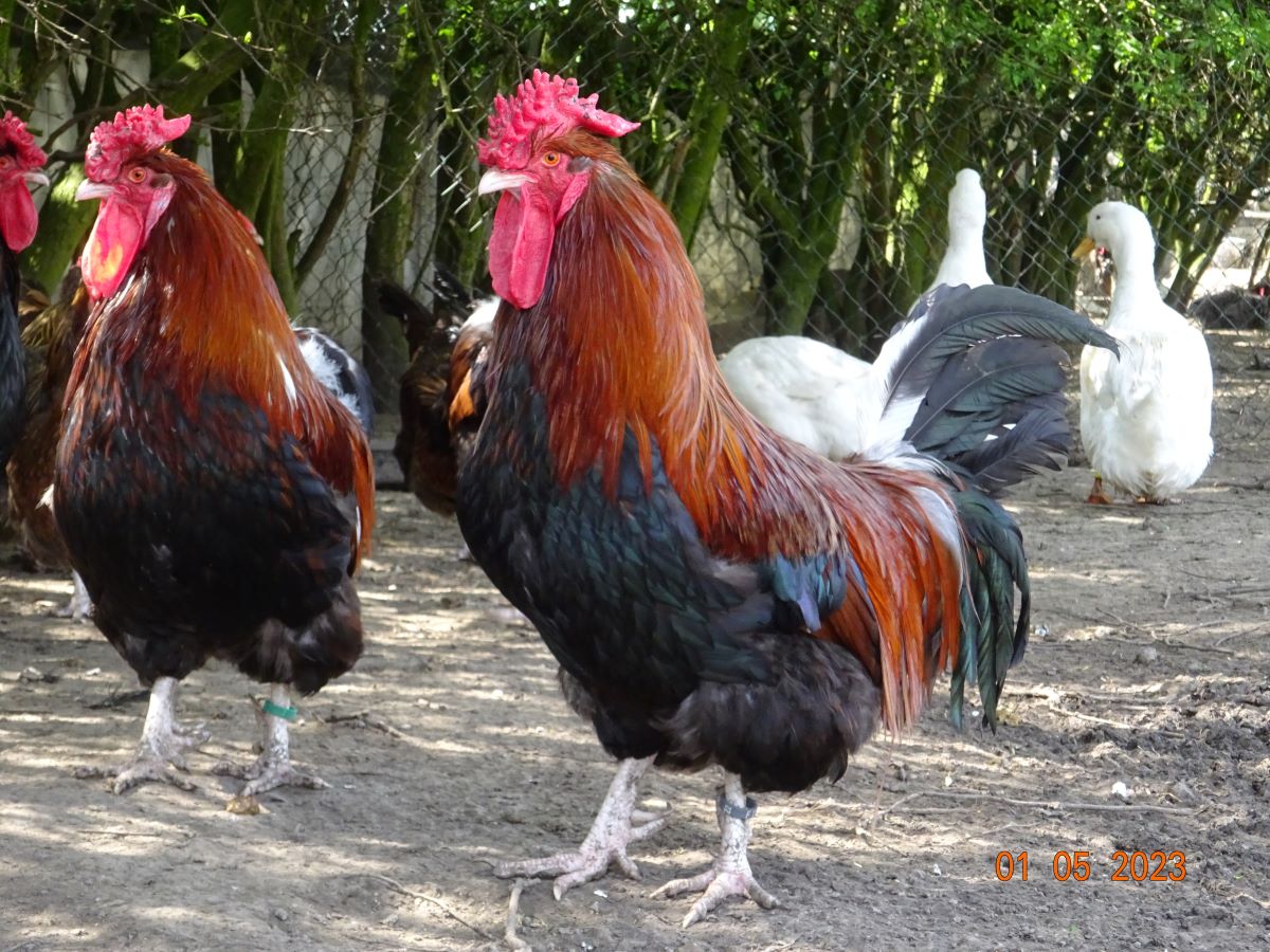 Dorking goldhalsig mit Rosenkamm, 01.05.2023