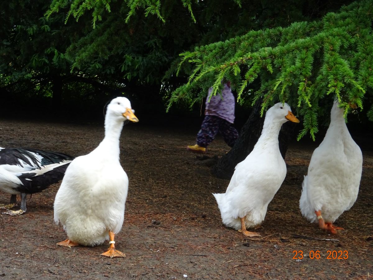 Deutsche Pekingenten Zuchtstamm 2, 23.06.2023