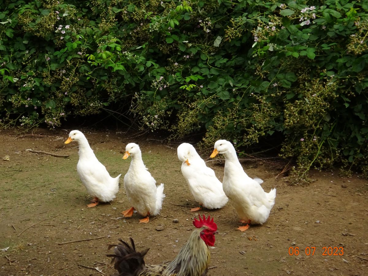 Deutsche Pekingenten Zuchtstamm 3, 06.07.2023