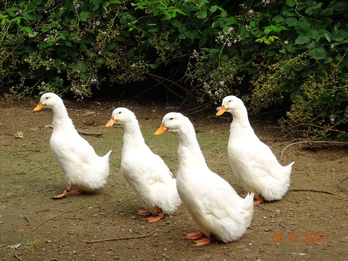 Deutsche Pekingenten Zuchtstamm 3, 06.07.2023