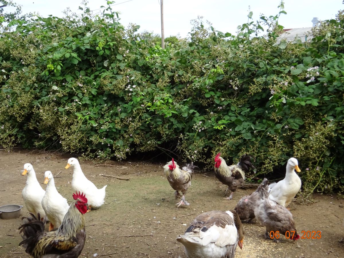 Marans in blau silber & Deutsche Pekingenten, 04.08.2023