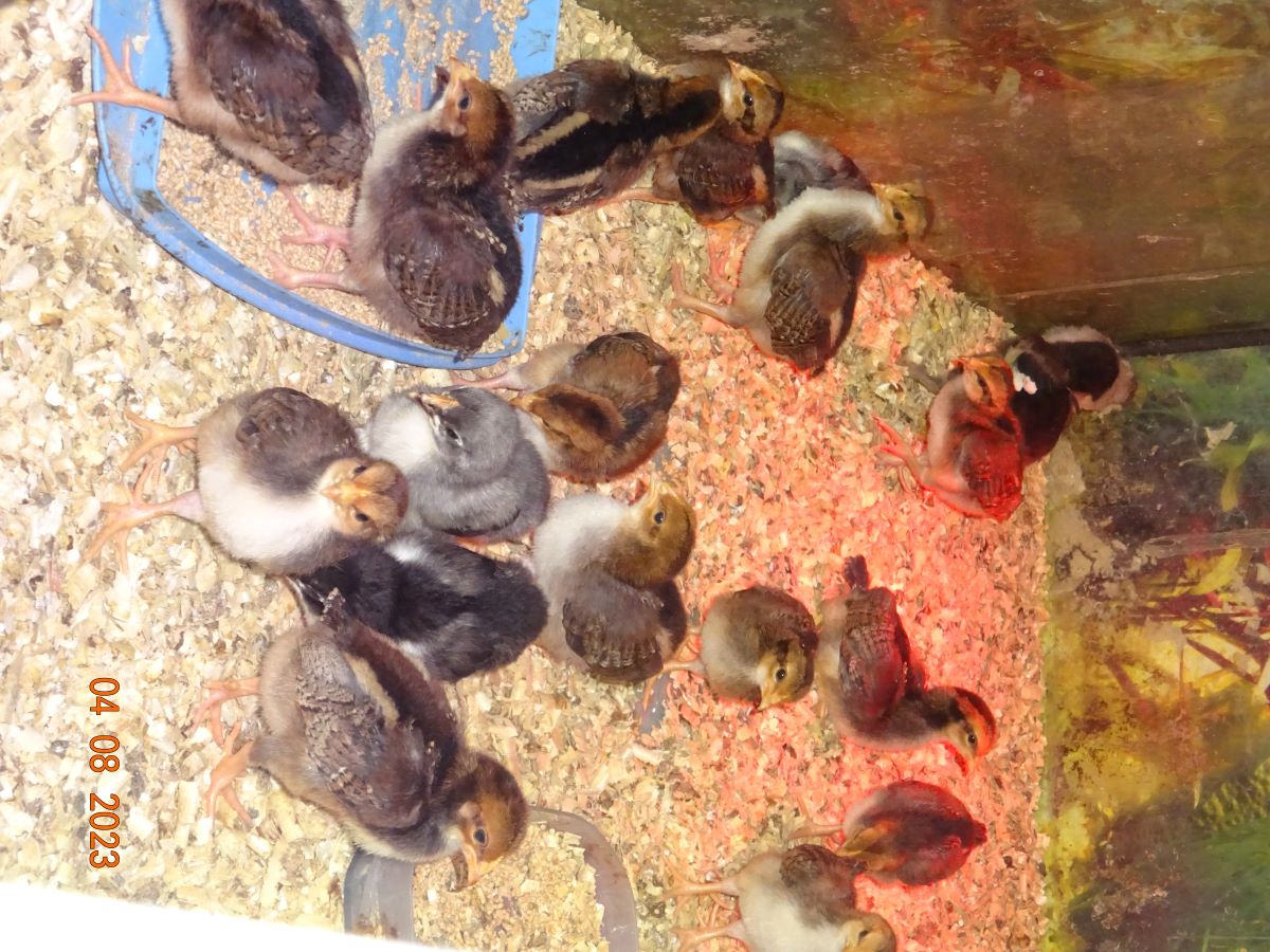 Dorking gold wildfarbig K&uuml;ken, Schlupf 25.07.2023