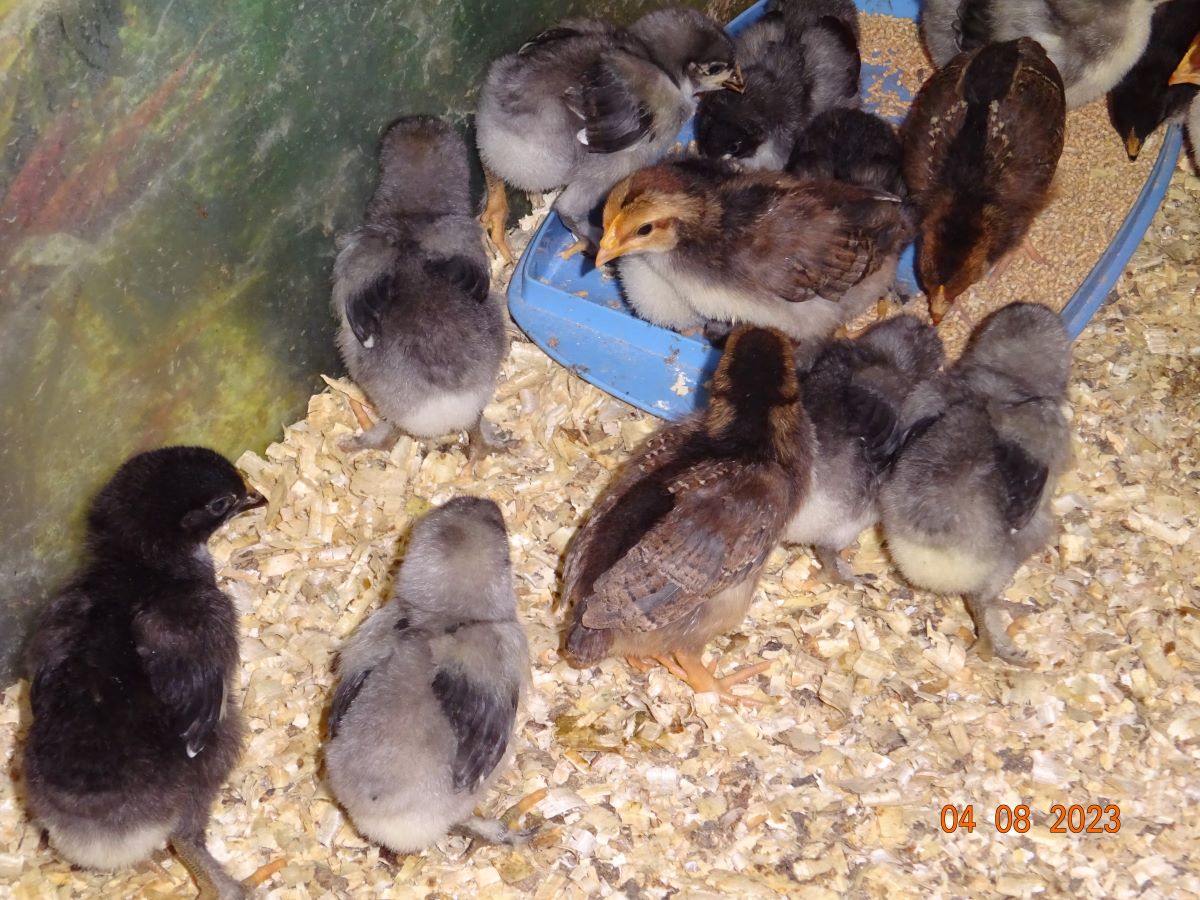 Maran K&uuml;ken blau silber & Dorking K&uuml;ken gold wildfarbig, 04.08.2023