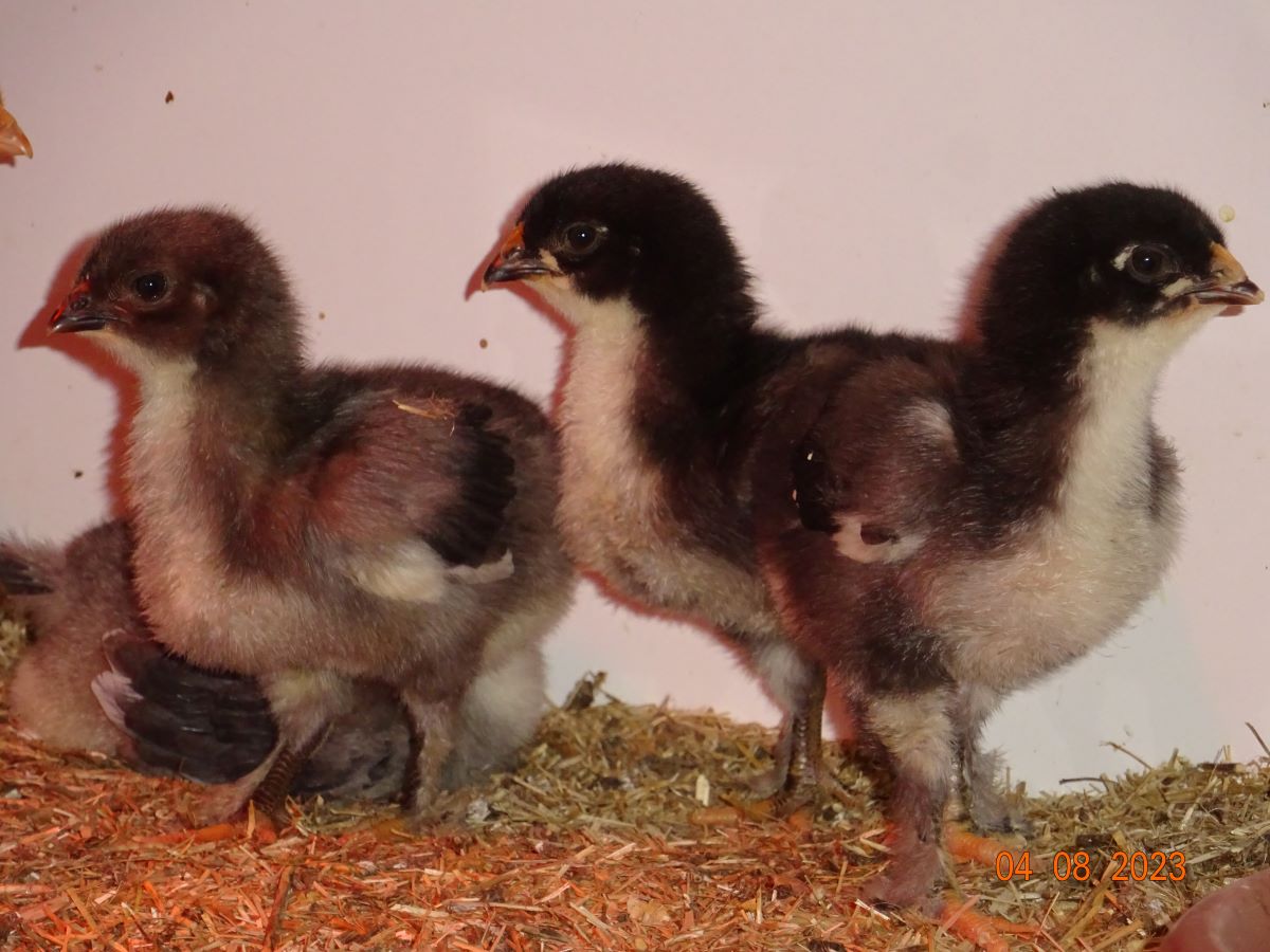 Maran K&uuml;ken blau kupfer & schwarz kupfer, 04.08.2023