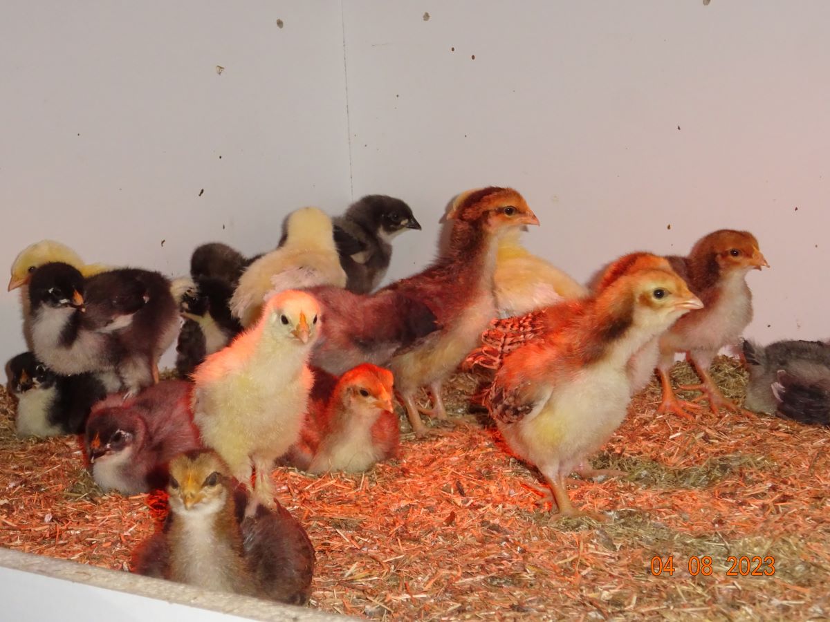 Dorking K&uuml;ken goldhalsig, 04.08.2023