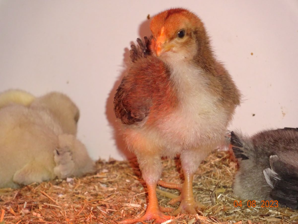 Dorking K&uuml;ken goldhalsig, 04.08.2023