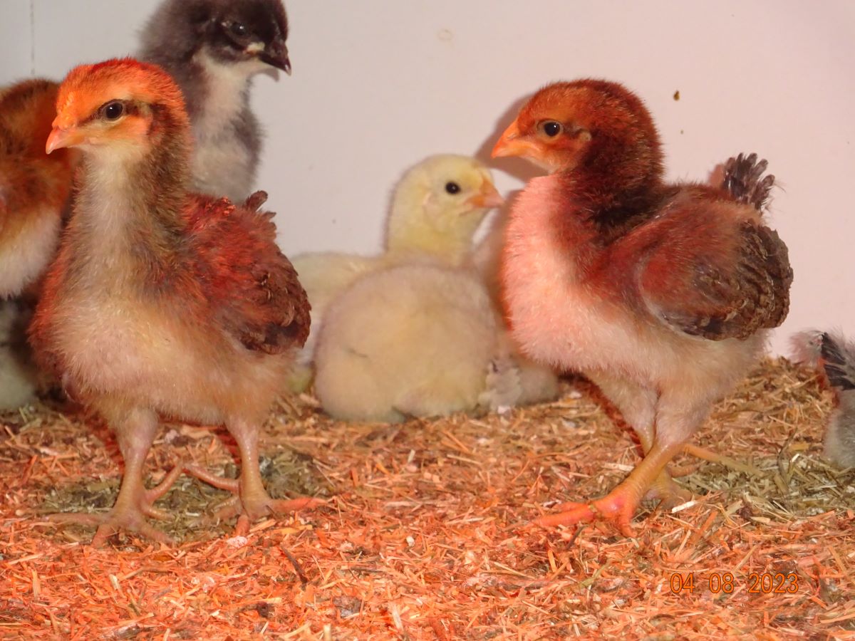 Dorking K&uuml;ken goldhalsig, 04.08.2023