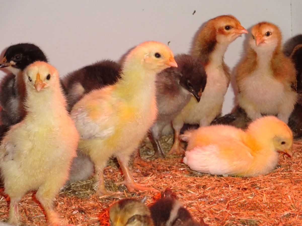 Sundheimer K&uuml;ken, Schlupf 25.07.2023