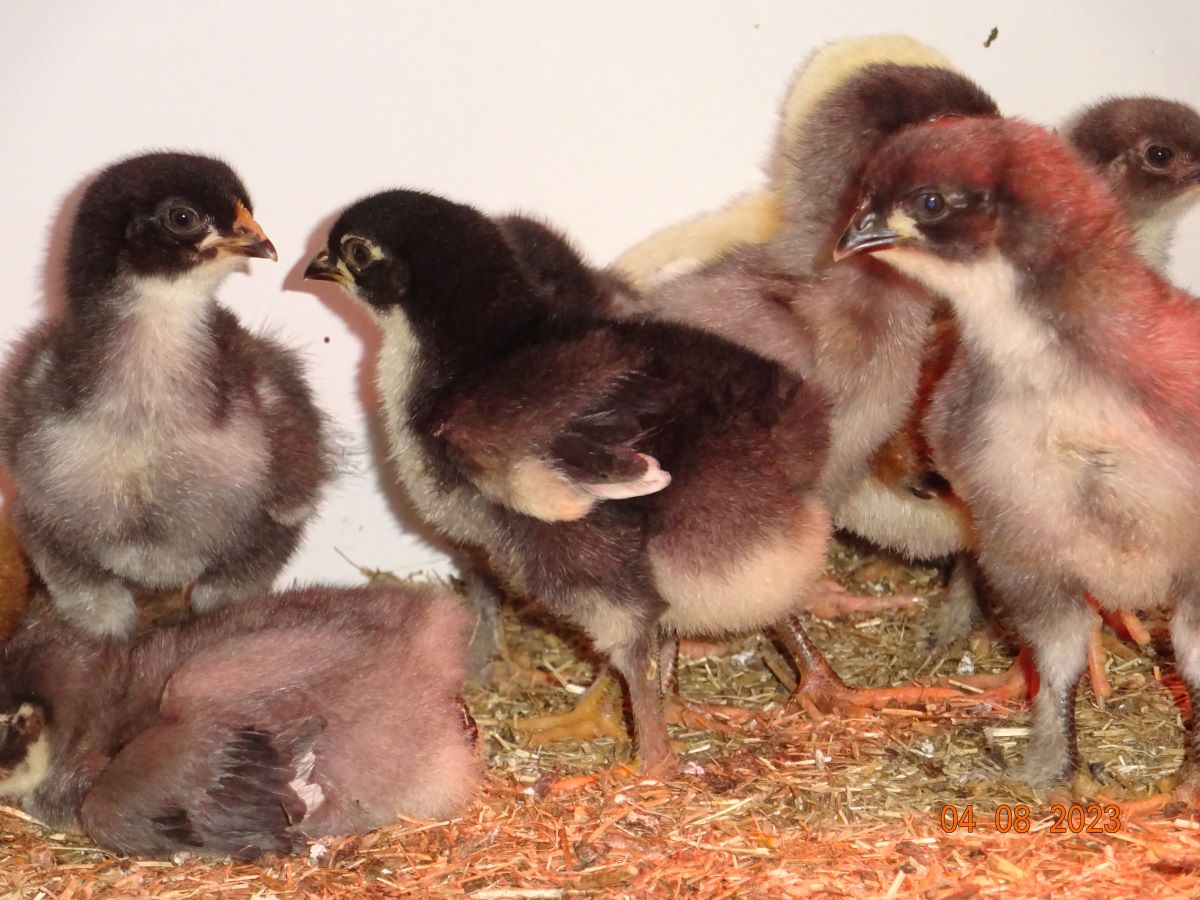 Maran K&uuml;ken schwarz silber & blau silber, 04.08.2023