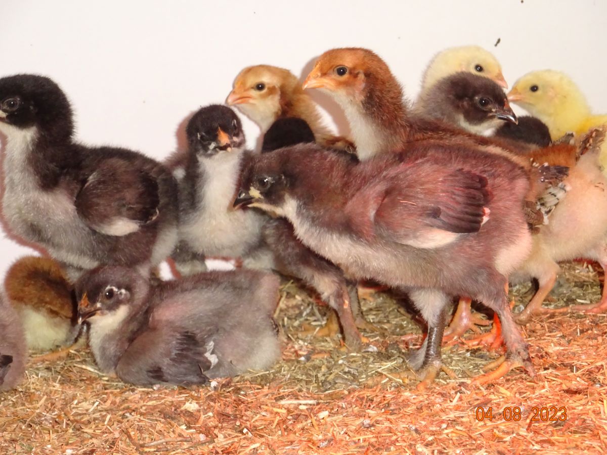 Maran K&uuml;ken blau kupfe, schwarz kupfer und Dorkings, 04.08.2023