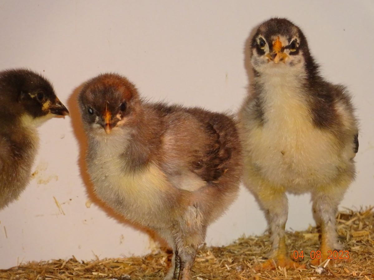 Maran K&uuml;ken blau silber, 04.08.2023