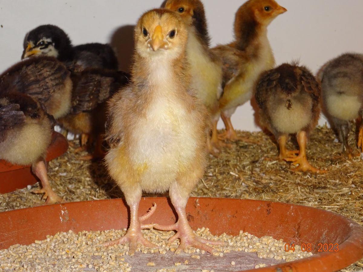 Dorking K&uuml;ken goldhalsig mit Rosenkamm, 04.08.2023