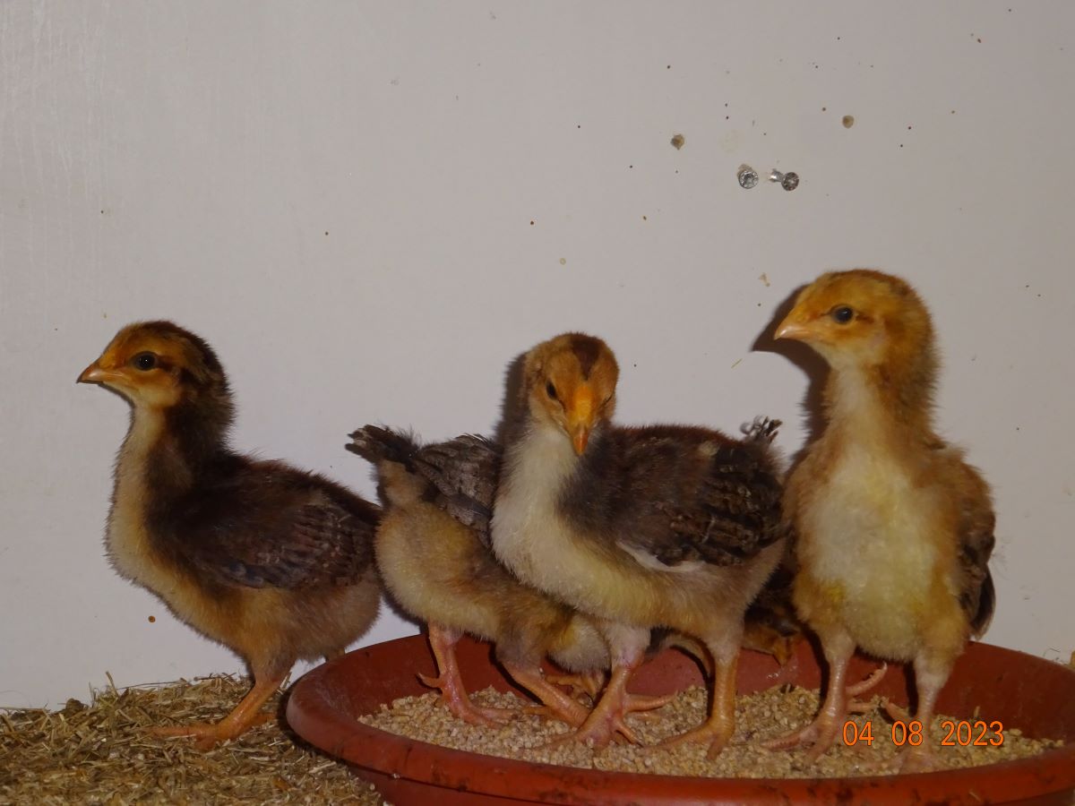 Dorking K&uuml;ken goldhalsig mit Rosenkamm, 04.08.2023