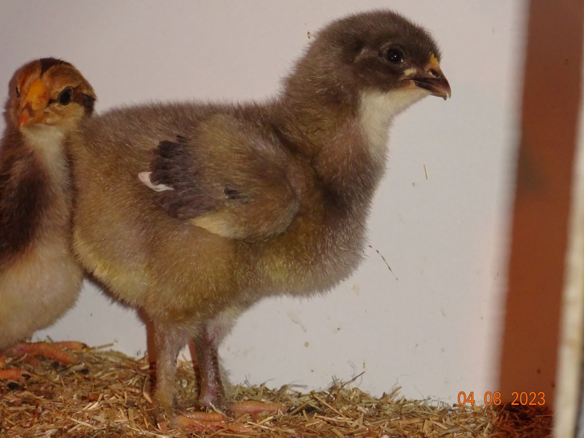 Maran K&uuml;ken blau silber, 04.08.2023