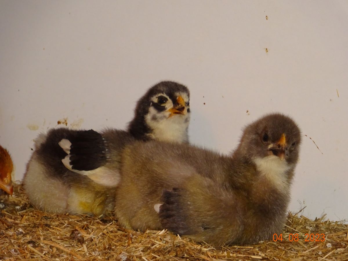 Maran K&uuml;ken blau silber & schwarz silber, 04.08.2023