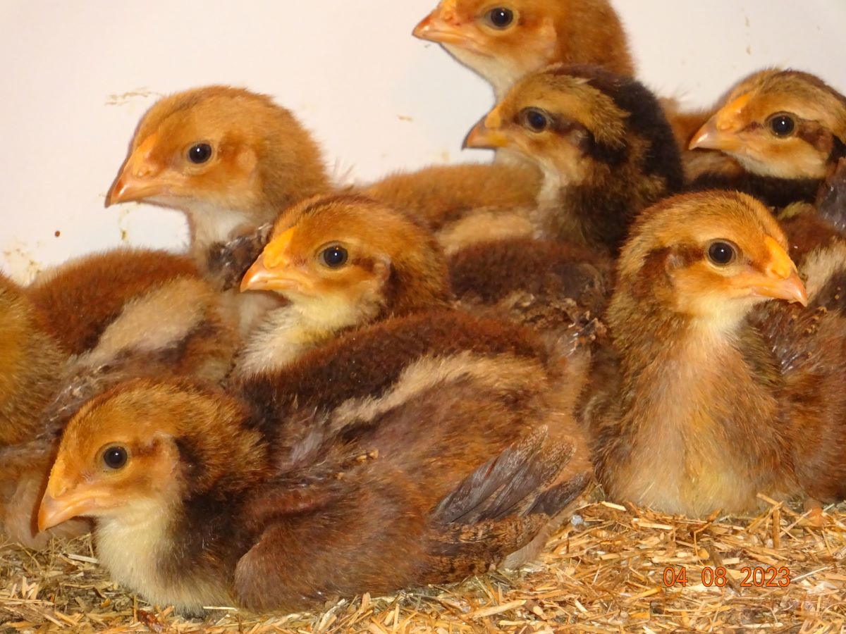 Dorking K&uuml;ken goldhalsig mit Rosenkamm, 04.08.2023