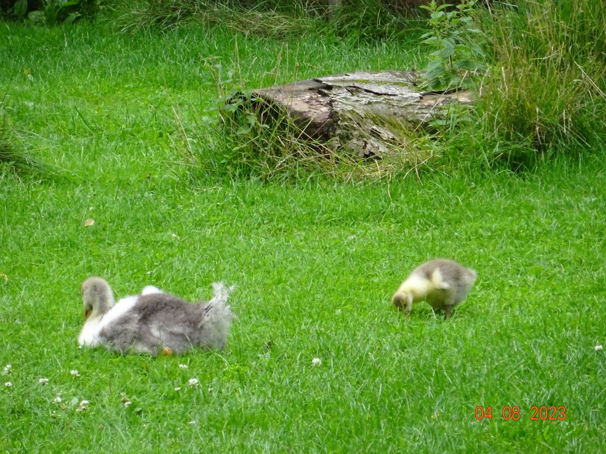 Pommerngans G&ouml;ssel, 04.08.2023