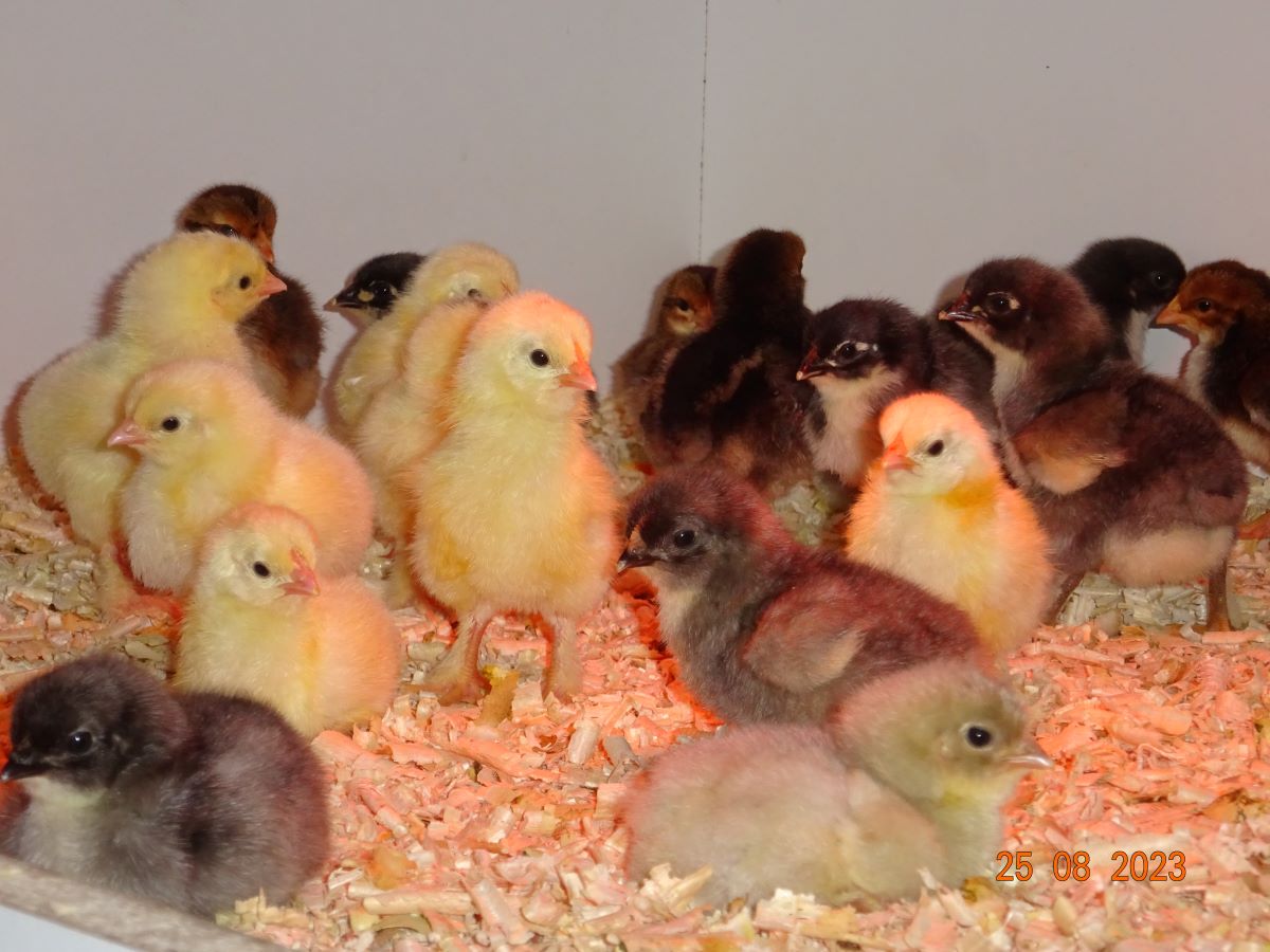 Sundheimer K&uuml;ken, Schlupf 25.08.2023