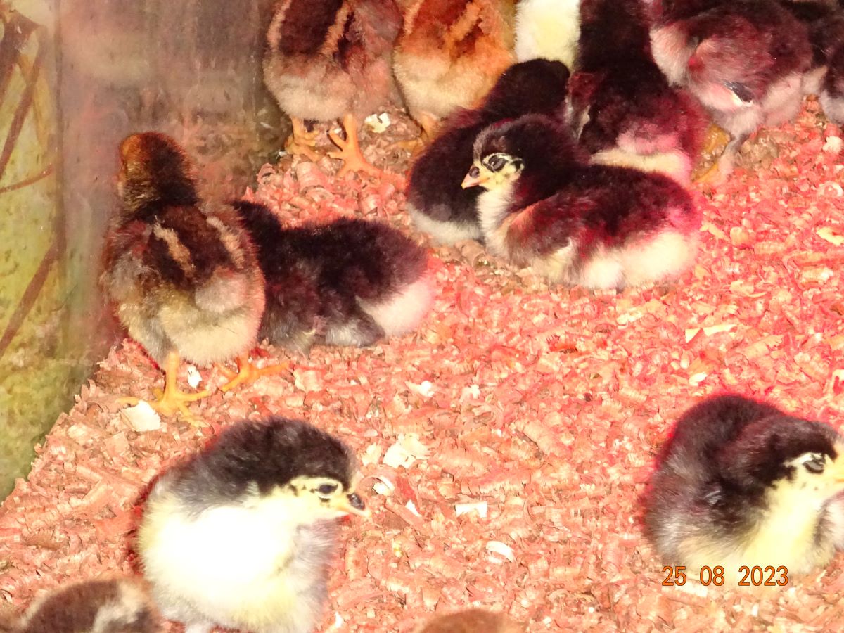 Maran schwarz silber K&uuml;ken, 27.08.2023