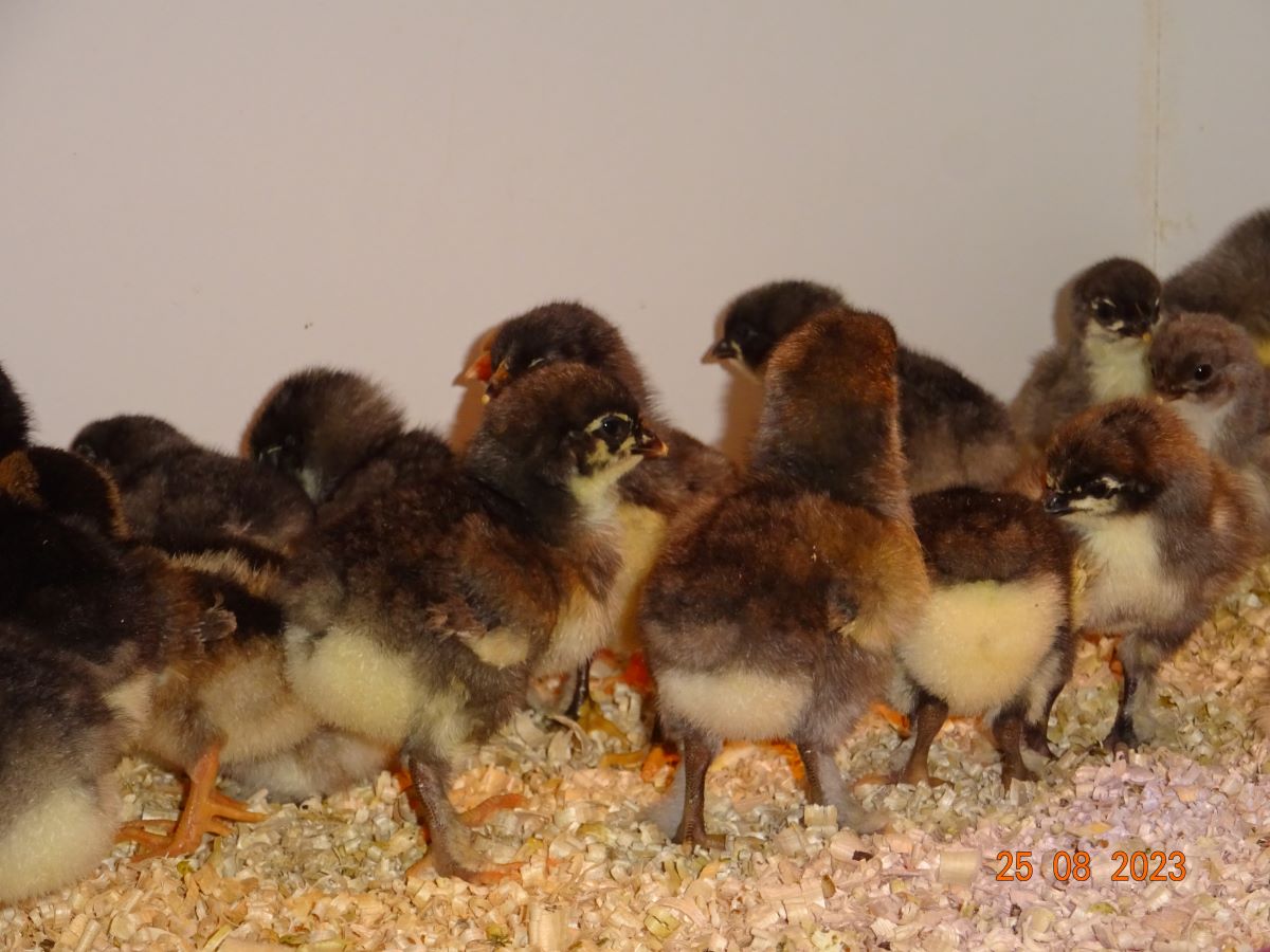 Maran blau silber K&uuml;ken, Schlupf 25.08.2023