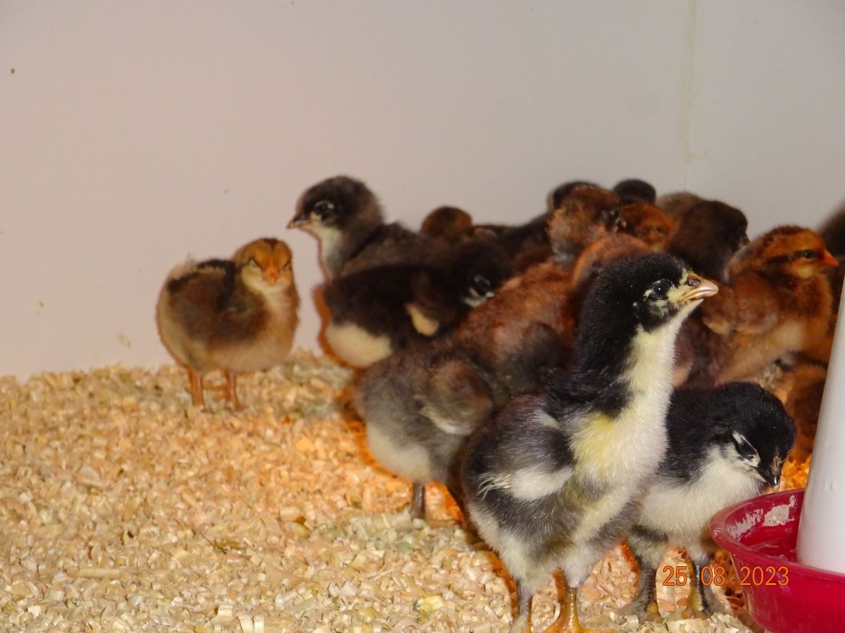 Maran schwarz silber K&uuml;ken, 27.08.2023