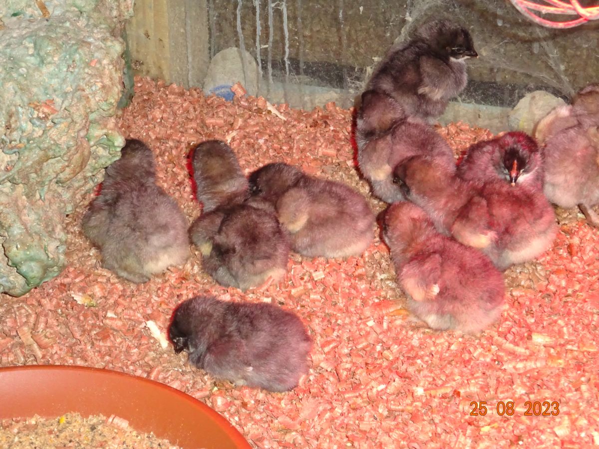 Maran blau silber K&uuml;ken, 27.08.2023