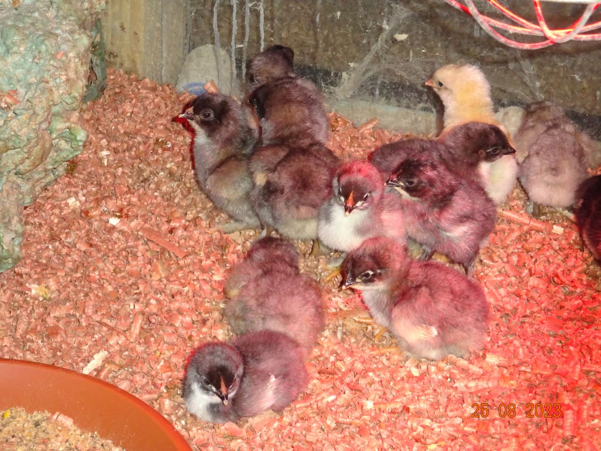 Maran blau silber K&uuml;ken, Schlupf 25.08.2023