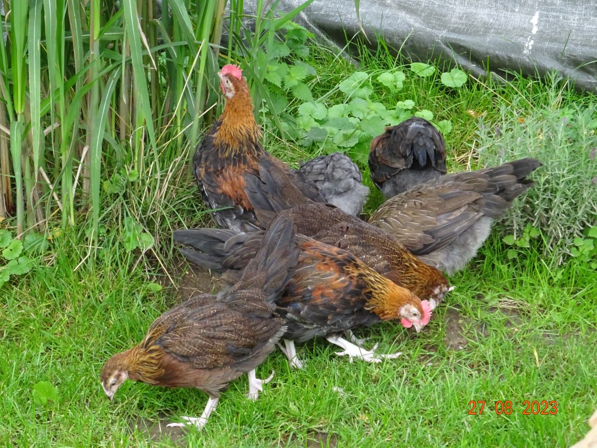 Dorking goldhalsig, 27.08.2023